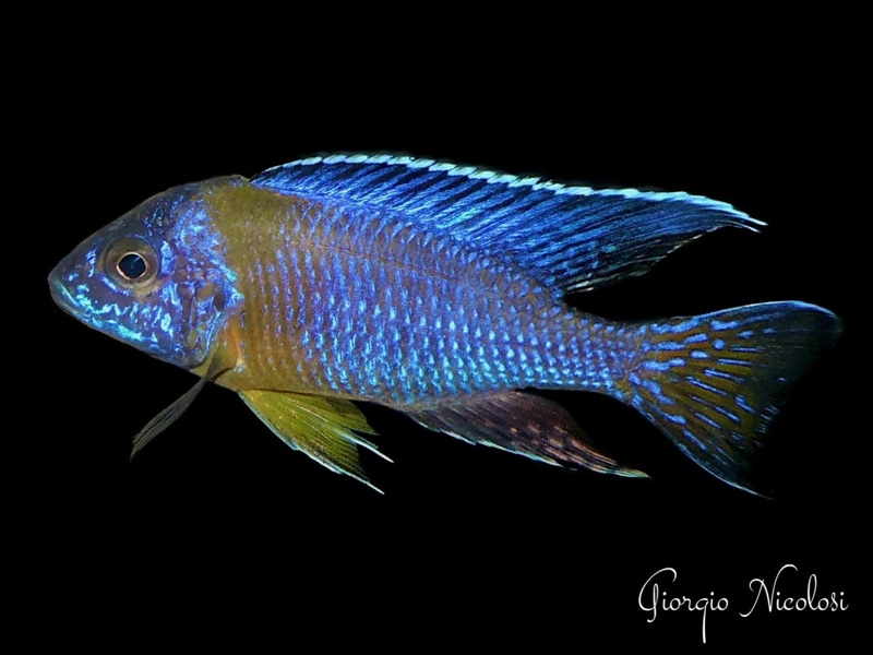 Aulonocara stuartgranti 'Chitimba Bay (Shallow)'